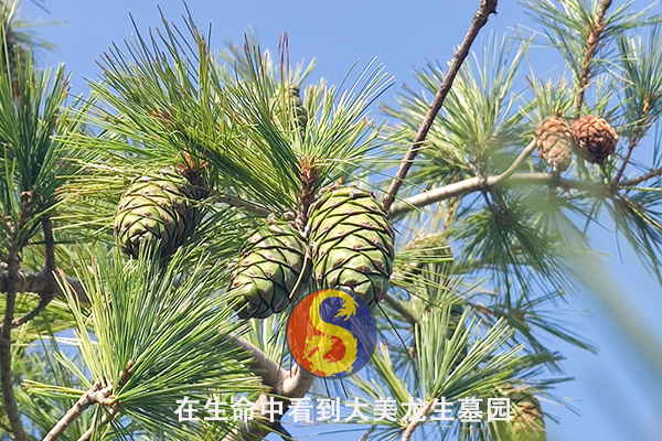 在生命中看到大美龍生墓園：沈陽墓園網站升級智慧墓地完善方案