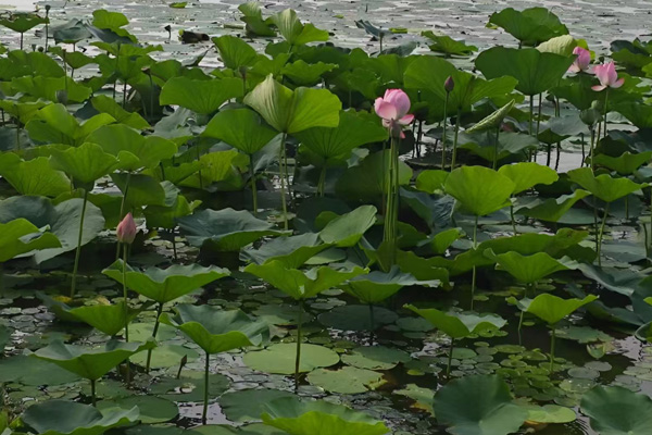 沈陽龍生墓園
