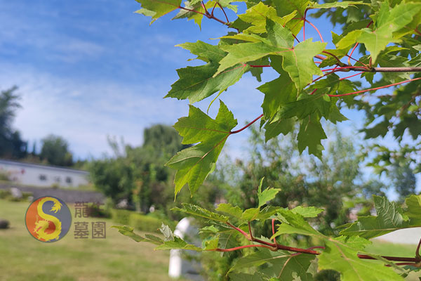 沈陽墓地陵園：龍生墓園山清水秀，冬季買墓優惠活動來襲，一站式服務貼心相伴