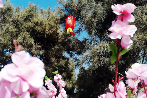  沈陽公墓跟著二十四節氣：立春萬物候春，鳥待歸來！