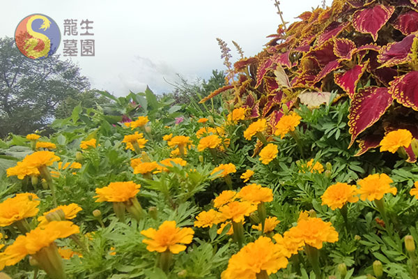 龍生墓園：花園式公墓，沈陽陵園寄托思念的安息之地