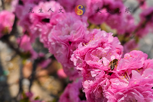 沈陽龍生人文紀念園墓園