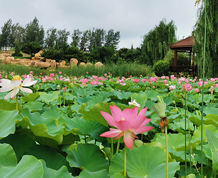 沈陽龍生墓園