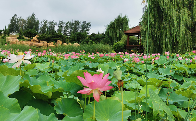 沈陽墓園